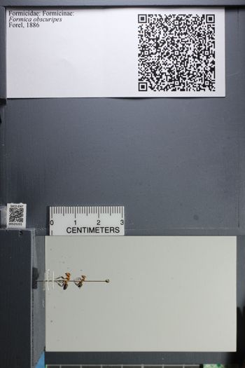 Media type: image;   Entomology 525231